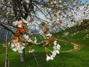 Dai ciliegi in fiore di PIAZZOLI alla bella Madonnina dei CANTI il 14 maggio 2013